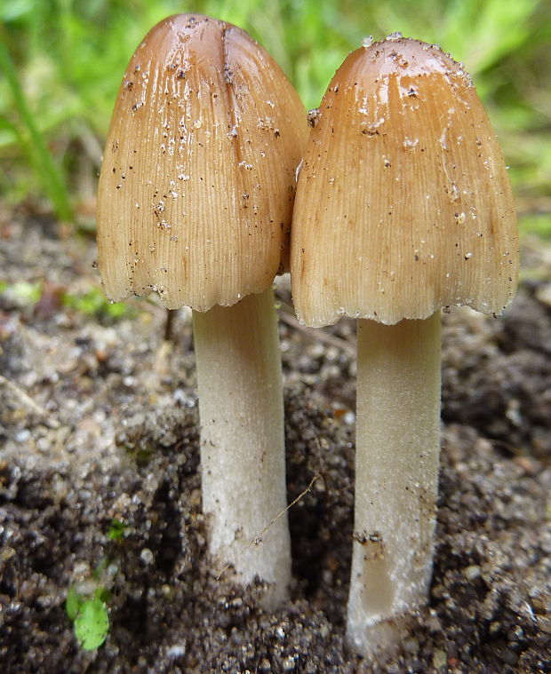 hnojník ligotavý ? Coprinellus micaceus (Bull.) Vilgalys, Hopple & Jacq. Johnson