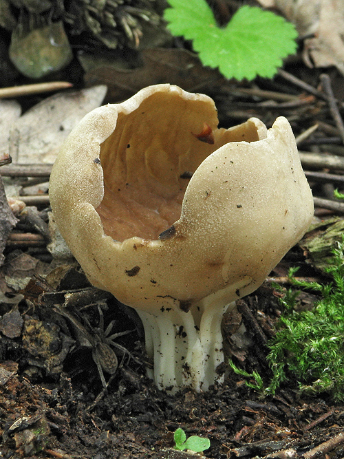 chriapač kalíškovitý Helvella acetabulum (L.) Quél.