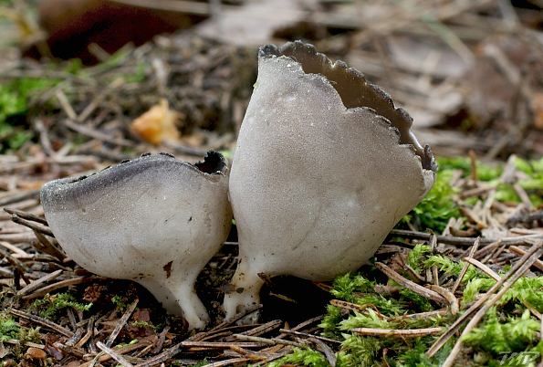 chriapač sosnový Helvella leucomelaena (Pers.) Nannf.