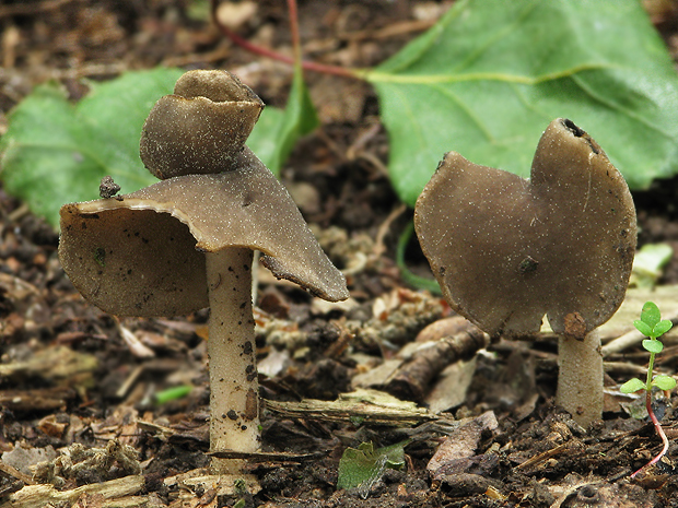 chriapač Helvella sp.