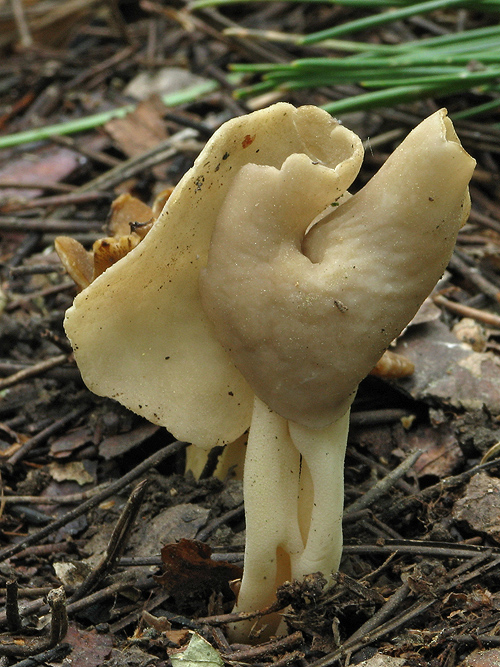 chriapač Helvella sp.