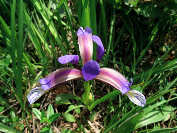 kosatec trávolistý Iris graminea L.