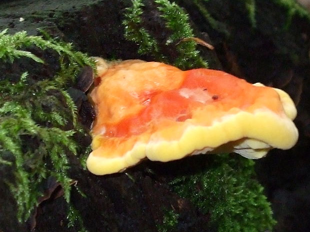 sírovec obyčajný Laetiporus sulphureus (Bull.) Murrill