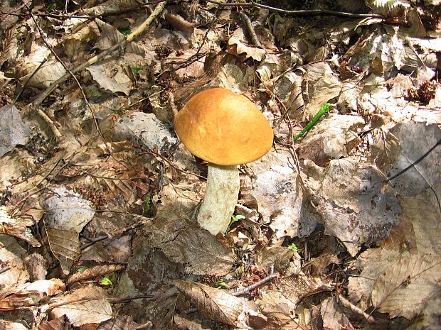 kozák osikový Leccinum albostipitatum den Bakker & Noordel.