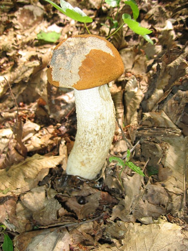 kozák osikový Leccinum albostipitatum den Bakker & Noordel.