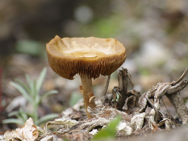 bedlička hnedá ? Lepiota castanea?