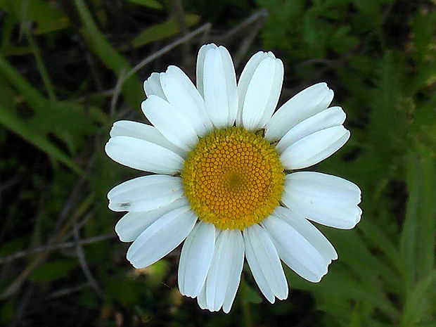 margaréta biela Leucanthemum vulgare Lam.