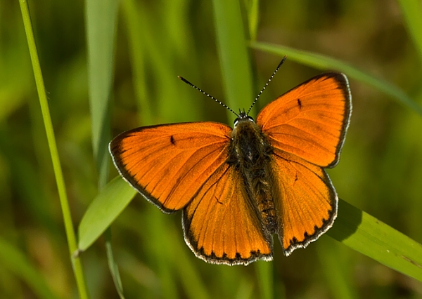 ohniváčik veľký Lycaena dispar