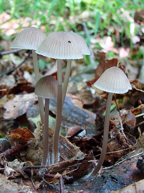 prilbička buková Mycena fagetorum (Fr.) Gillet