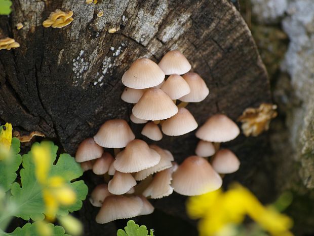 prilbička ? Mycena sp.?