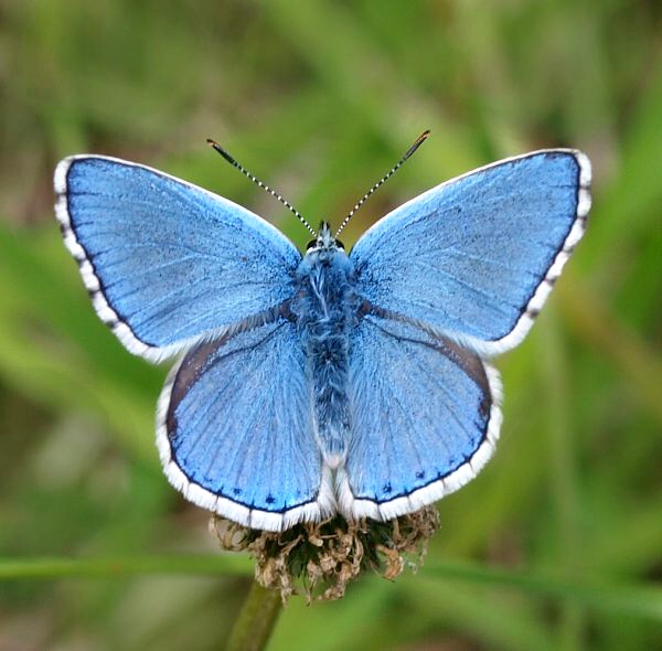 modráčik ďatelinový Polyommatus bellargus