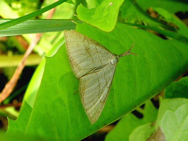 pamora hmatadlová Polypogon tentacularia Linnaeus 1758