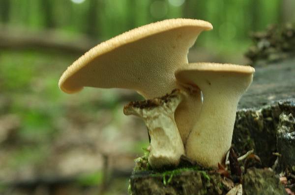 trúdnik Polyporus sp.