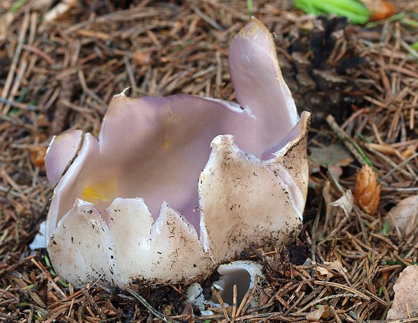 tulipánovka fialová Sarcosphaera coronaria (Jacq.) J. Schröt.