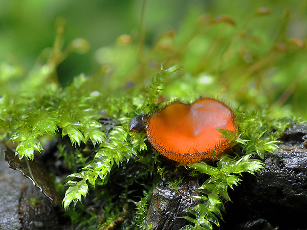 štítovnička Scutellinia sp.