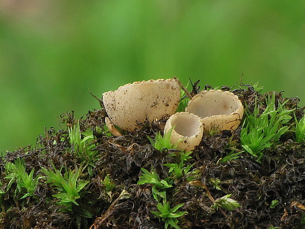 tarzeta zúbkatá Tarzetta cupularis (L.) Svrček