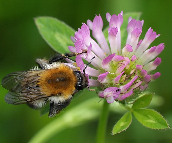 ďatelina lúčna Trifolium pratense L.