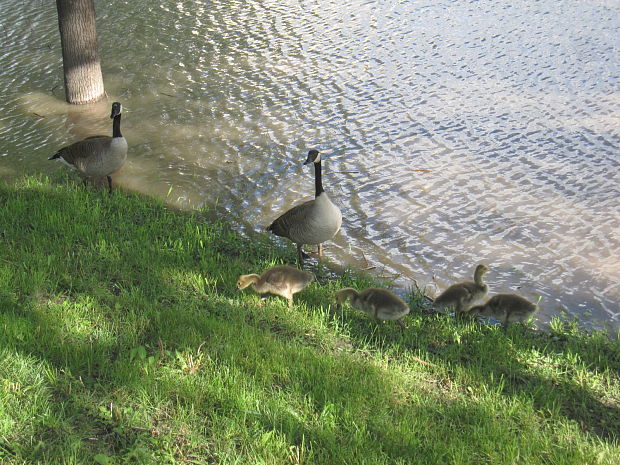 bernikla bielobrada branta canadensis