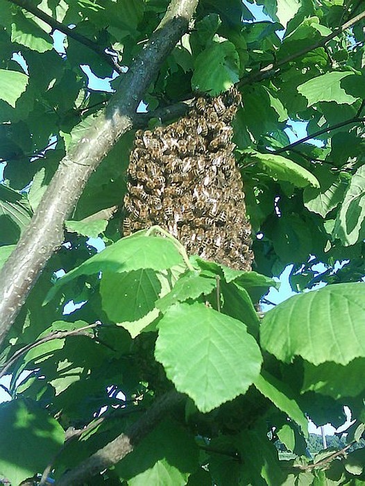 včela medonosná  Apis mellifera