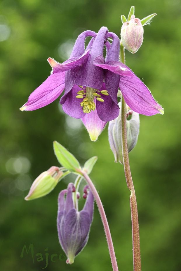 orlíček obyčajný Aquilegia vulgaris L.