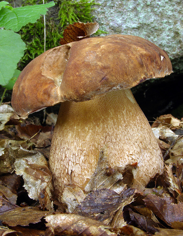 hríb dubový Boletus reticulatus Schaeff.