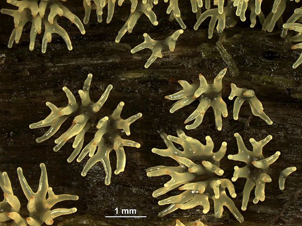 rohačka kríčkovitá Ceratiomyxa fruticulosa f. aurea (Link) Y. Jamam., 1998