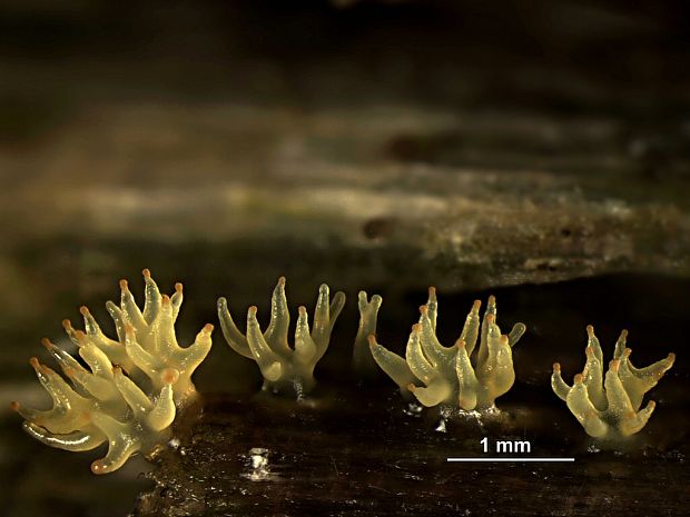 rohačka kríčkovitá Ceratiomyxa fruticulosa f. aurea (Link) Y. Jamam., 1998