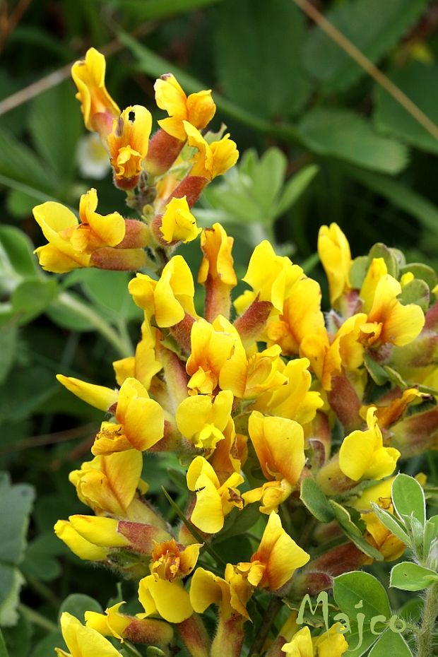 zanoväť Chamaecytisus sp.