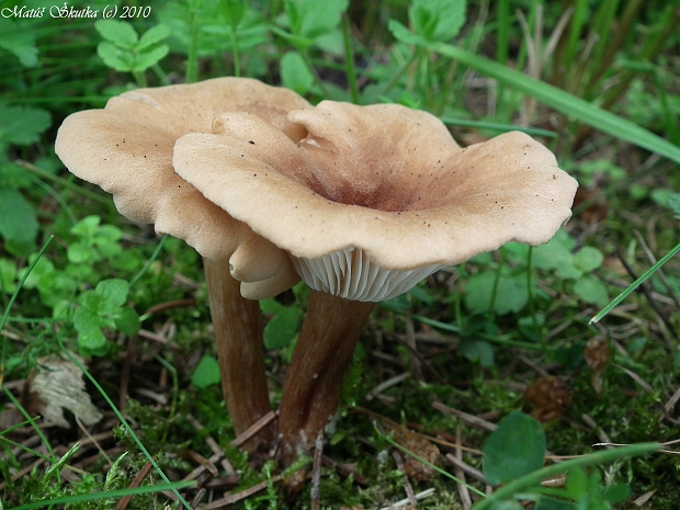 strmuľka rebernatá Clitocybe costata