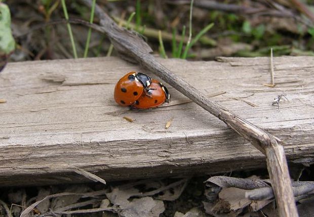 lienka sedembodková Coccinella septempunctata