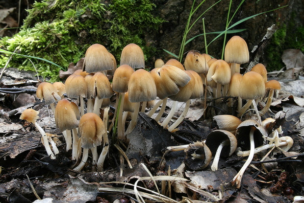 hnojník ligotavý Coprinellus micaceus (Bull.) Vilgalys, Hopple & Jacq. Johnson