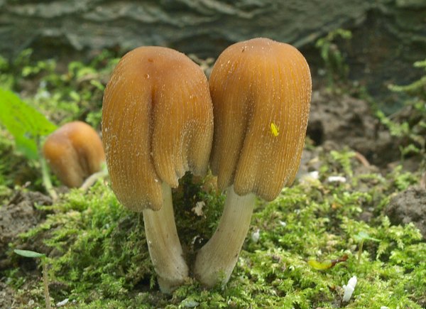 hnojník ligotavý Coprinellus micaceus (Bull.) Vilgalys, Hopple & Jacq. Johnson