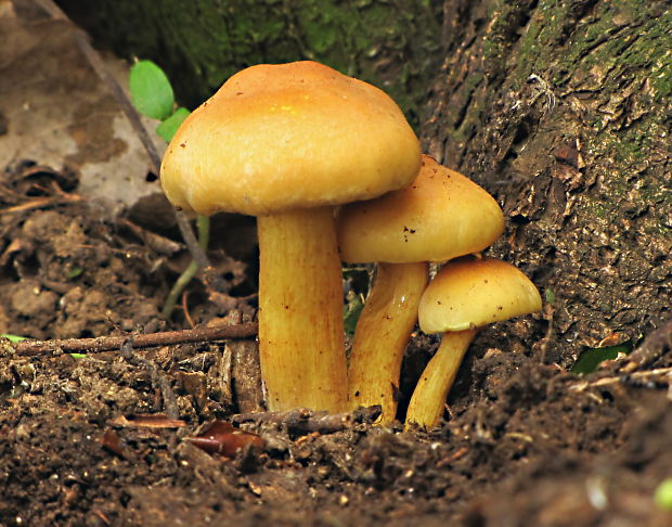 strapcovka zväzkovitá Hypholoma fasciculare (Huds.) P. Kumm.