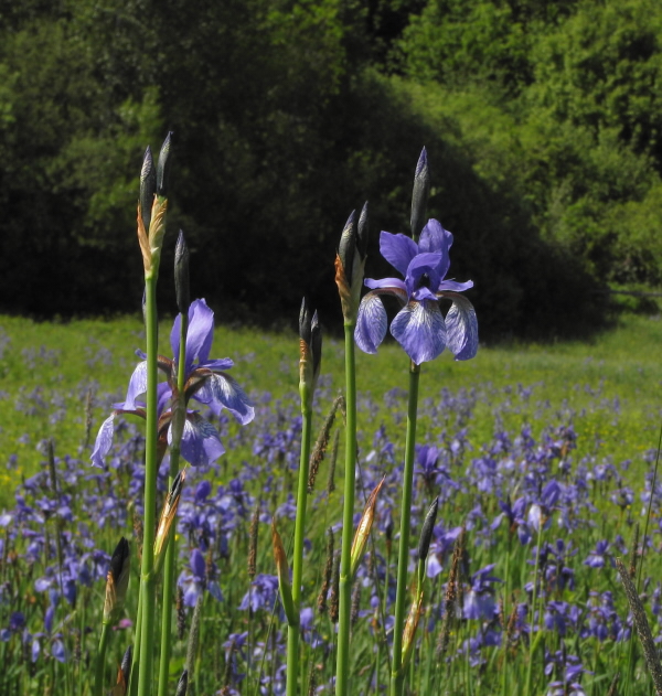 kosatec sibírsky Iris sibirica L.