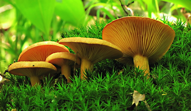 rýdzik Lactarius sp.