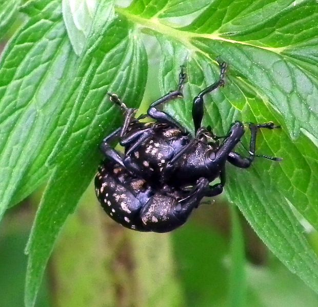 tvrdoň deväťsilový  Liparus glabrirostris