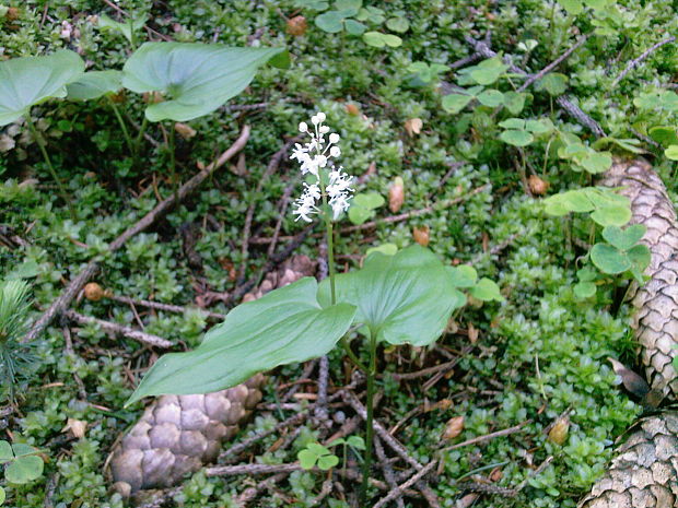 tôňovka dvojlistá Maianthemum bifolium (L.) F. W. Schmidt