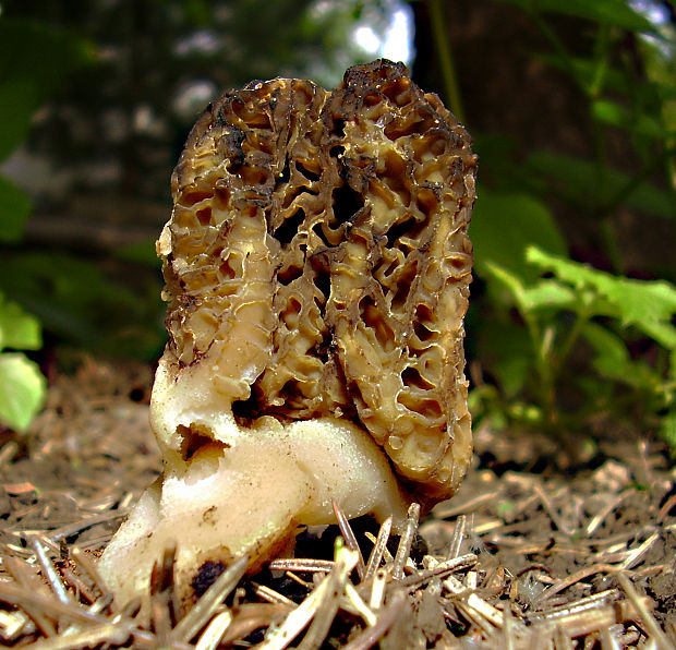 smrčok Morchella sp.