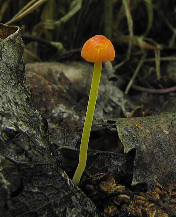 prilbička ihličková Mycena acicula (Schaeff.) P. Kumm.