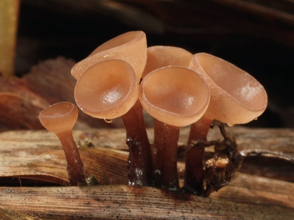 ascomycetes Myriosclerotinia sp.