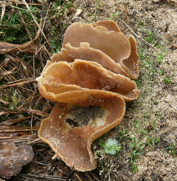 čiaška Peziza sp.