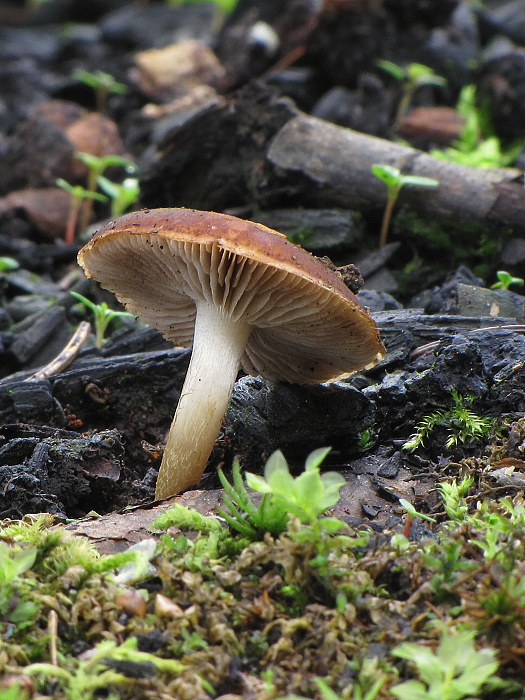 šupinovka spálenisková Pholiota highlandensis (Peck) Quadr. & Lunghini