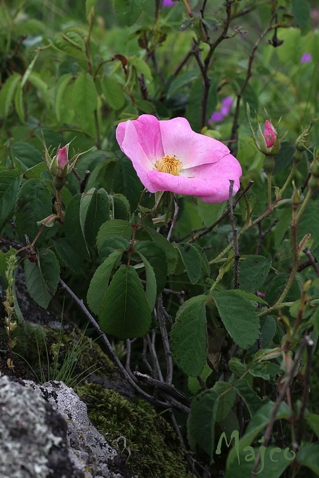 ruža galská Rosa gallica L.