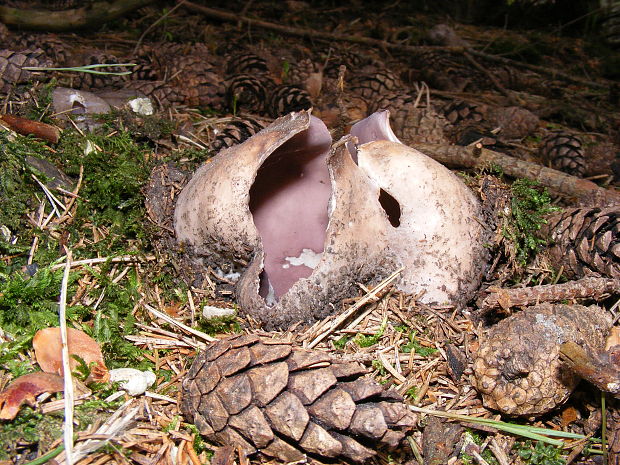 tulipánovka fialová Sarcosphaera coronaria (Jacq.) J. Schröt.