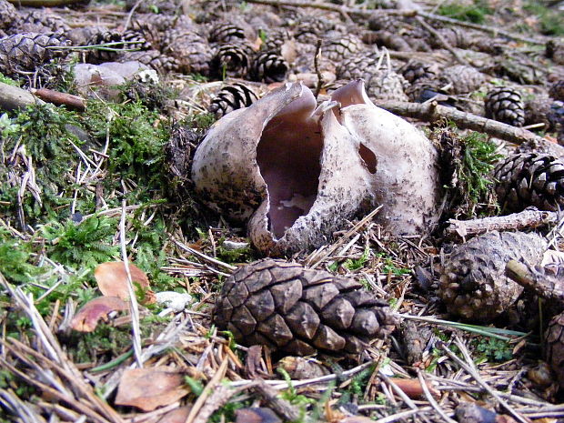 tulipánovka fialová Sarcosphaera coronaria (Jacq.) J. Schröt.