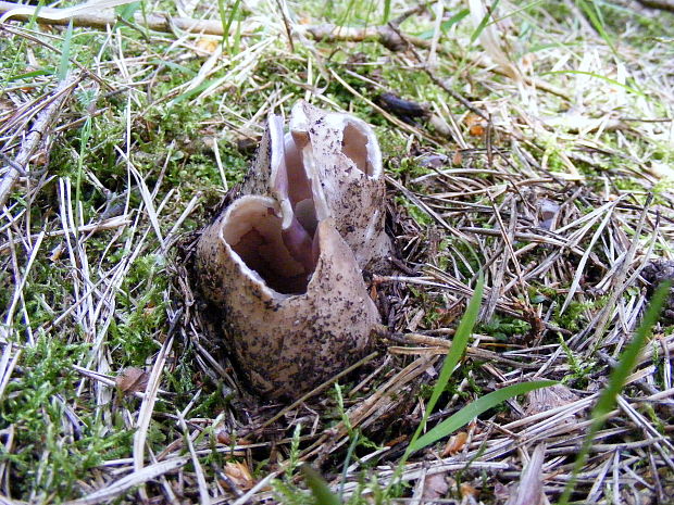 tulipánovka fialová Sarcosphaera coronaria (Jacq.) J. Schröt.