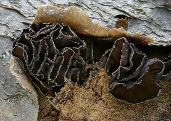 dutinovka lužná Sclerencoelia fascicularis (Alb. & Schwein.) P. Karst.