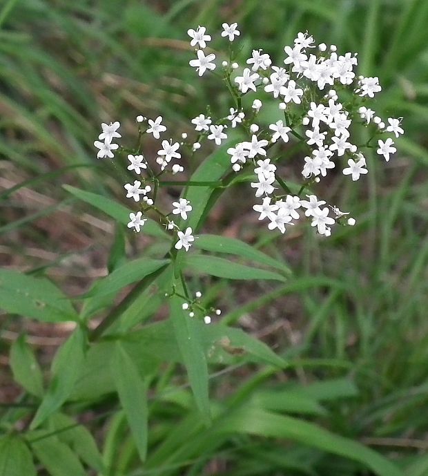 valeriána   Valeriana  L.