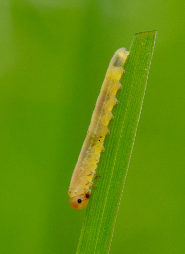 larva