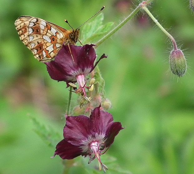 perlovec dvanásťškvrnný  a pakost hnedočervený   (Boloria selene) + (Geranium phaeum L.)